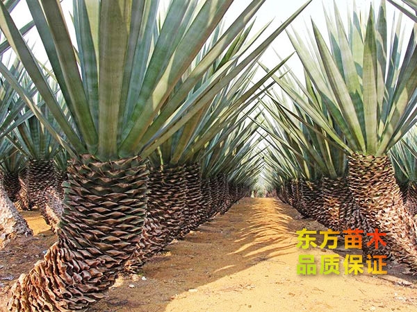 劍麻