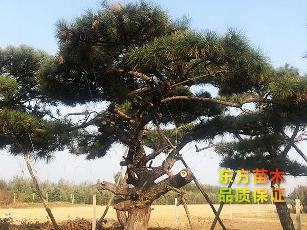 景觀松