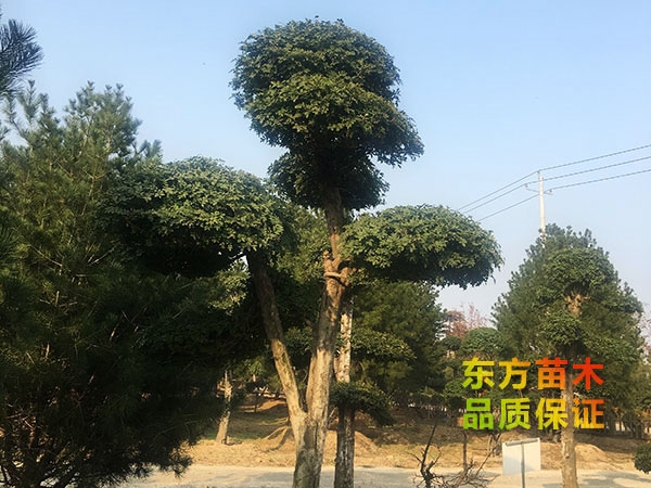 對節(jié)白蠟