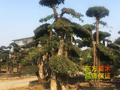 對節(jié)白蠟