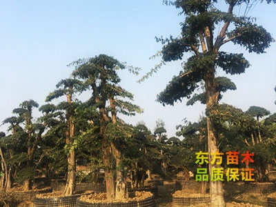 對節(jié)白蠟