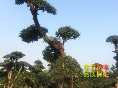 對節(jié)白蠟