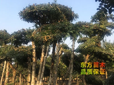 對節(jié)白蠟