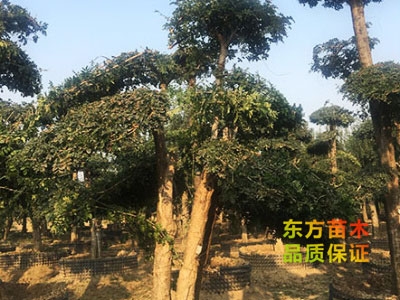 對節(jié)白蠟