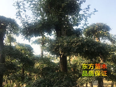對節(jié)白蠟