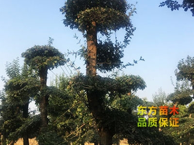對節(jié)白蠟