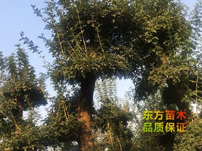 對節(jié)白蠟