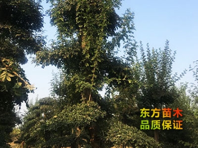 對節(jié)白蠟