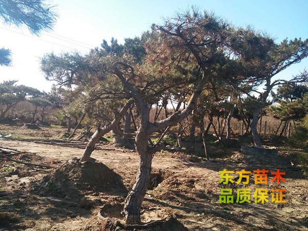 景觀松