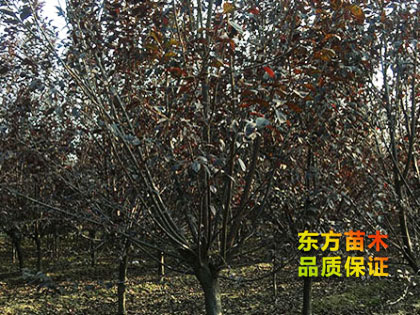 紫葉李