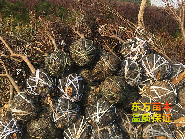 紫葉李