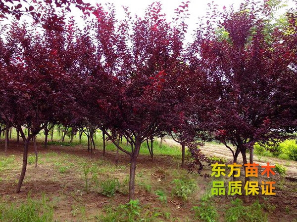 紅葉李