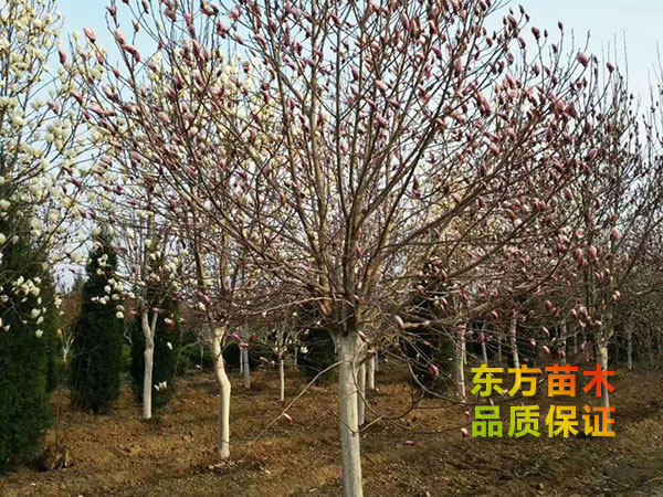 玉蘭樹(shù)