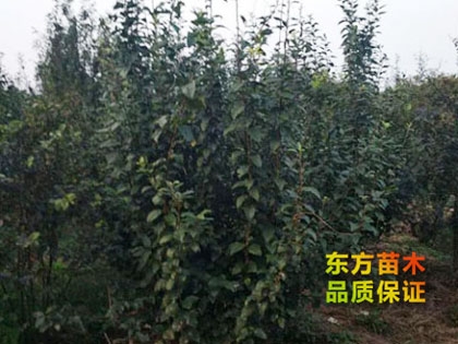 叢生海棠
