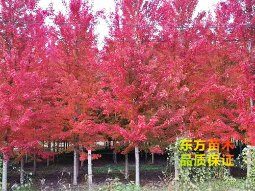 美國(guó)紅楓