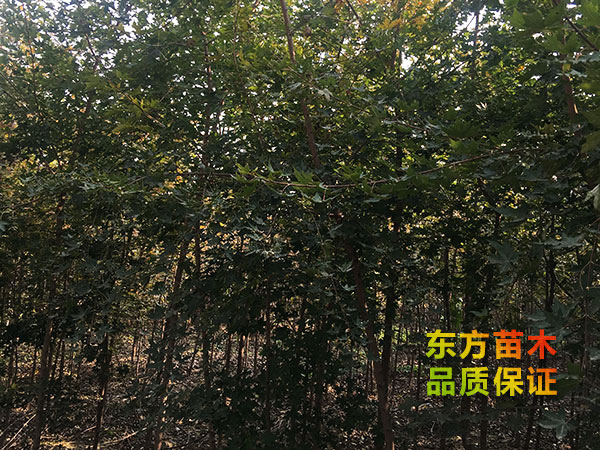 五角楓