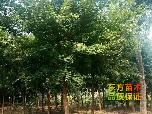 五角楓