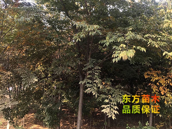 櫸樹