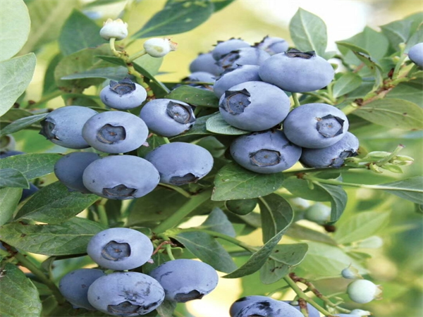 薄霧藍莓