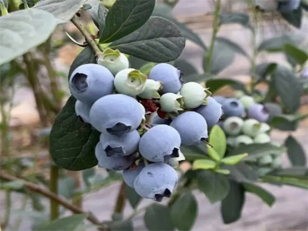 薄霧藍莓
