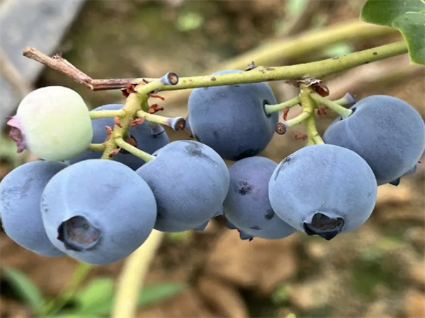 薄霧藍莓